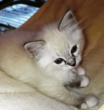 Emilia_IMG_20190111_204155_195